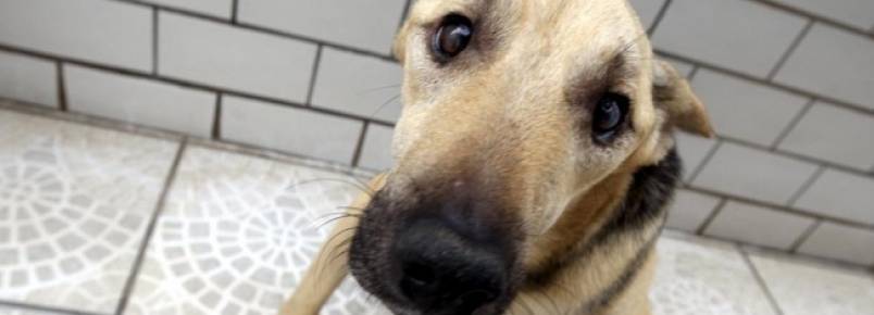 Voluntários resgatam cães e gatos em situação de risco